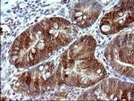COX4NB Antibody in Immunohistochemistry (Paraffin) (IHC (P))