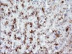 AMOT Monoclonal Antibody (OTI3F9)
