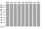 SPHK1 Antibody in Western Blot (WB)