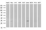 ANR49 Antibody in Western Blot (WB)