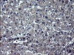 TXNDC5 Antibody in Immunohistochemistry (Paraffin) (IHC (P))