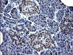 TXNDC5 Antibody in Immunohistochemistry (Paraffin) (IHC (P))