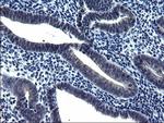 TXNDC5 Antibody in Immunohistochemistry (Paraffin) (IHC (P))