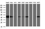 TXNDC5 Antibody in Western Blot (WB)