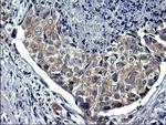 TXNDC5 Antibody in Immunohistochemistry (Paraffin) (IHC (P))