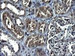 ANKMY2 Antibody in Immunohistochemistry (Paraffin) (IHC (P))