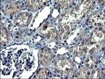 ANKMY2 Antibody in Immunohistochemistry (Paraffin) (IHC (P))