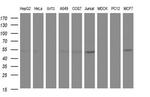 ANKMY2 Antibody in Western Blot (WB)