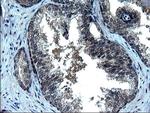 ZFAND3 Antibody in Immunohistochemistry (Paraffin) (IHC (P))