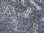 ZFAND3 Antibody in Immunohistochemistry (Paraffin) (IHC (P))