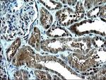 ZFAND3 Antibody in Immunohistochemistry (Paraffin) (IHC (P))
