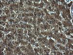 ZFAND3 Antibody in Immunohistochemistry (Paraffin) (IHC (P))