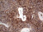 FAIM3 Antibody in Immunohistochemistry (Paraffin) (IHC (P))
