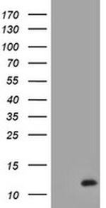 XTP4 Antibody in Western Blot (WB)