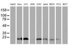 XTP4 Antibody in Western Blot (WB)