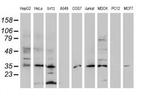 DPPA4 Antibody in Western Blot (WB)