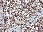 SERPINB1 Antibody in Immunohistochemistry (Paraffin) (IHC (P))