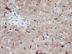 SERPINB1 Antibody in Immunohistochemistry (Paraffin) (IHC (P))