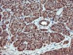 SERPINB1 Antibody in Immunohistochemistry (Paraffin) (IHC (P))