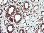 SERPINB1 Antibody in Immunohistochemistry (Paraffin) (IHC (P))