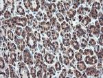 SERPINB1 Antibody in Immunohistochemistry (Paraffin) (IHC (P))