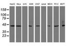 SERPINB1 Antibody in Western Blot (WB)