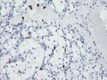 USP36 Antibody in Immunohistochemistry (Paraffin) (IHC (P))