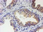 USP36 Antibody in Immunohistochemistry (Paraffin) (IHC (P))