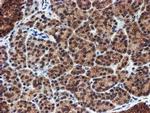 PSMA6 Antibody in Immunohistochemistry (Paraffin) (IHC (P))