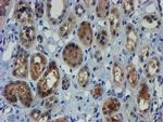 ZNF365 Antibody in Immunohistochemistry (Paraffin) (IHC (P))