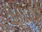 ZNF365 Antibody in Immunohistochemistry (Paraffin) (IHC (P))