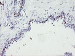 FOXI1 Antibody in Immunohistochemistry (Paraffin) (IHC (P))