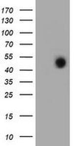 FOXI1 Antibody in Western Blot (WB)