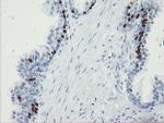 FOXI1 Antibody in Immunohistochemistry (Paraffin) (IHC (P))