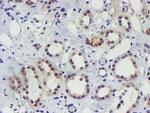 TIGD1 Antibody in Immunohistochemistry (Paraffin) (IHC (P))