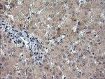 TIGD1 Antibody in Immunohistochemistry (Paraffin) (IHC (P))