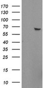 ZNF280A Monoclonal Antibody (OTI2H3)