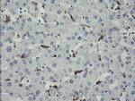 MYL7 Antibody in Immunohistochemistry (Paraffin) (IHC (P))