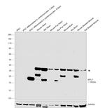 MYL7 Antibody in Western Blot (WB)