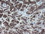 NYREN18 Antibody in Immunohistochemistry (Paraffin) (IHC (P))