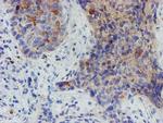 MYNN Monoclonal Antibody (OTI1F10)