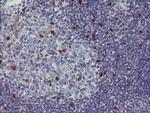 RBPMS Antibody in Immunohistochemistry (Paraffin) (IHC (P))