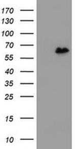 ZNF280A Antibody in Western Blot (WB)