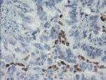 MYL7 Antibody in Immunohistochemistry (Paraffin) (IHC (P))