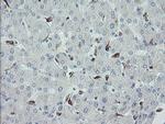MYL7 Antibody in Immunohistochemistry (Paraffin) (IHC (P))