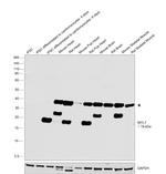 MYL7 Antibody in Western Blot (WB)