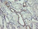 AGTPBP1 Antibody in Immunohistochemistry (Paraffin) (IHC (P))