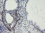 MEIS3 Antibody in Immunohistochemistry (Paraffin) (IHC (P))