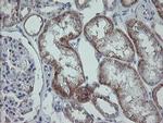 MRPS27 Antibody in Immunohistochemistry (Paraffin) (IHC (P))