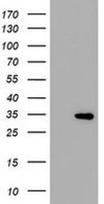 THAP6 Antibody in Western Blot (WB)